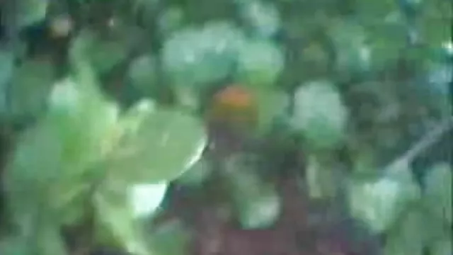 華やかな大幅したお尻の上司に大きな脂肪ディック