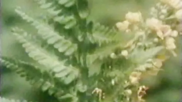 豪快な眼鏡からの華やかな金髪と毛の商品